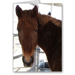 Celebrate Your Birthday TWH Horse Cards