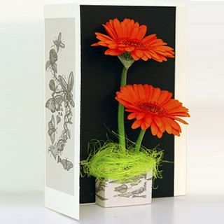 butterfly design fresh flower card by fresh as a daisy cards