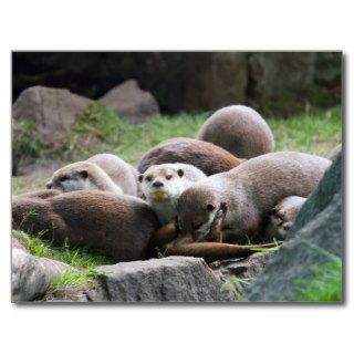 The otter family postcards