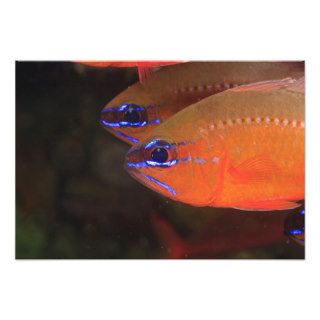 Ring tailed Cardinalfish Apogon aureus) Milne Photo Art