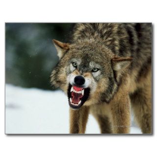 Snarling gray wolf postcards