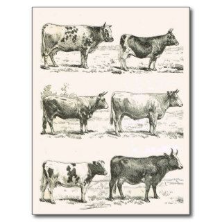 Cattle Breeds, France, Various breeds Postcard