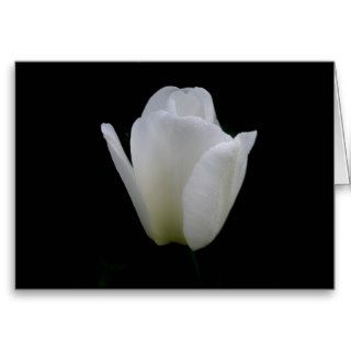 White Tulip Greeting Cards
