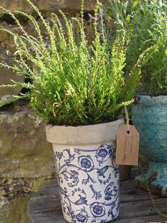 late summer heather in aged pot by aunt maud