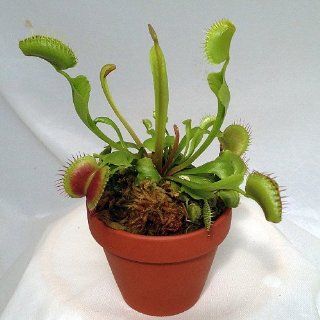 Venus Fly Trap Plant   CARNIVOROUS   Dionaea   2" pot"  Live Indoor House Plants  Grocery & Gourmet Food