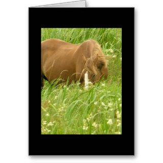 Ireland   Horse in Tall Grass Greeting Card