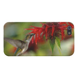 Ruby Throated Hummingbird Archilochus Colubris iPhone 5 Covers