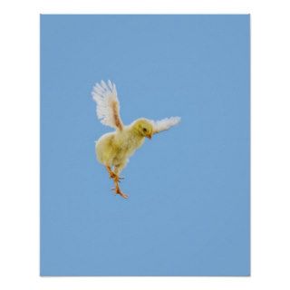 Yellow Chick Baby Chicken 'Flying' Print