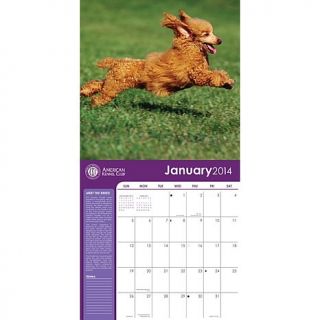 2014 Poodles American Kennel Club wall calendar