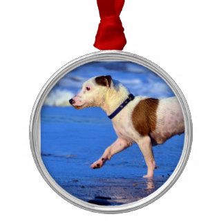 Jack Russell Terrier Running On The Beach Ornament
