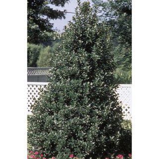 9.64 Gallon Insignificant Oakleaf Holly (L9746)