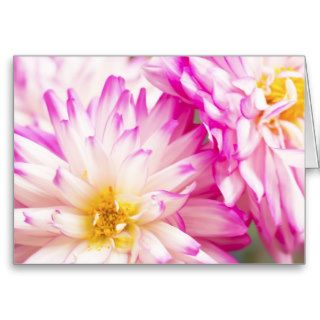 Two Tone Pink And White Dahlia Cards