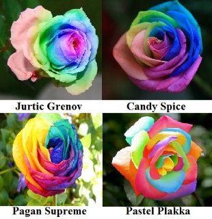 4 Variety Rose Bush Flower Seed Pack & 2 Free Rose Seed Packs #508  Flowering Plants  Patio, Lawn & Garden