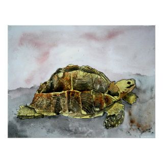 african tortoise land turtle poster print painting