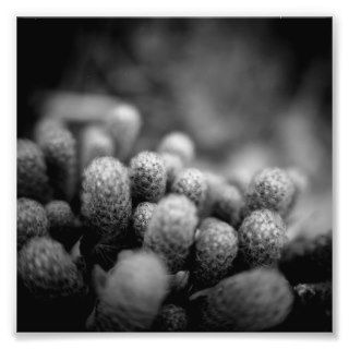 Black and White Photography Series   Cactus 2 Art Photo