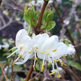 scented winter honeysuckle by giftaplant