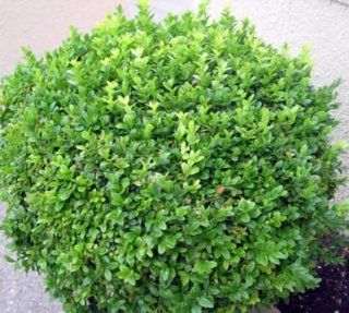 Boxwood Buxus 'Wintergreen'   Wintergreen Littleleaf   Full Flat of 36 Plants  Shrub Plants  Patio, Lawn & Garden