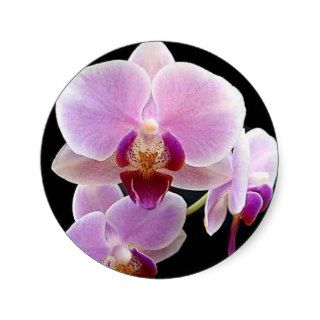 Orchid Sticker