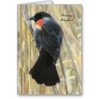 Redwing Blackbird Nature Blank Greeting Greeting Card 