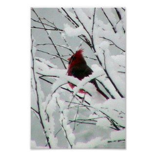 A Beautiful Red Cardinal In The Bushes Covered Wit Posters