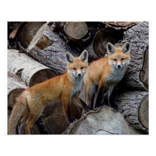 Foxes William Wiley hi res Posters