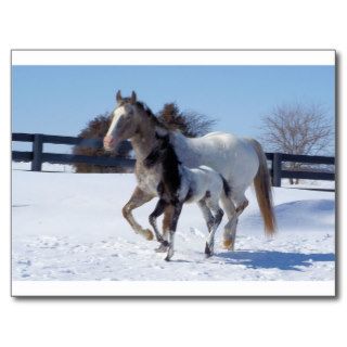 Horses Winter Snow Sports Country Farm Love Postcards