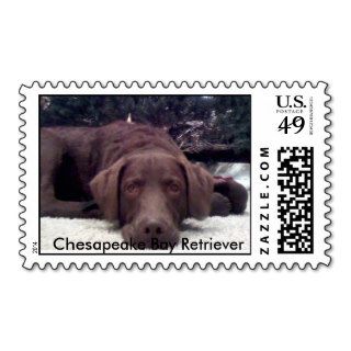 Chesapeake Bay Retriever Stamp
