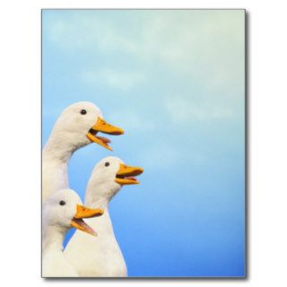 Three White Ducks Quacking Postcards