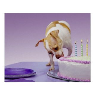 Dog (chihuahua) eating birthday cake on table posters