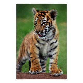 A cute baby tiger cub print