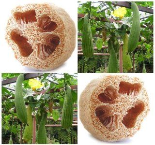 6 LUFFA Gourd seeds SPONGE LOOFA LOOFAH   SOAP MAKING exfoliators, sponges scrub  Tomato Plants  Patio, Lawn & Garden