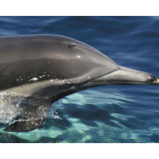 Dolphin and Whale Watching for Two      Experience Days