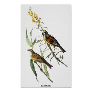 Audubon Dickcissel Poster