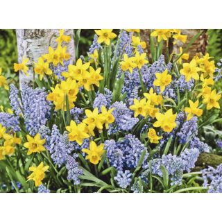 Garden State Bulb 50 Pack Spring Delight Collection Bulbs