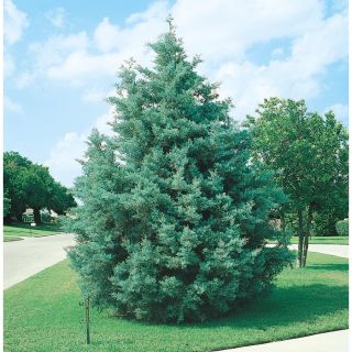 3.43 Gallon Arizona Cypress (L5089)