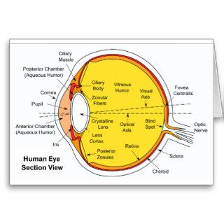 Anatomical Diagram of the Human Eye Ball Greeting Cards