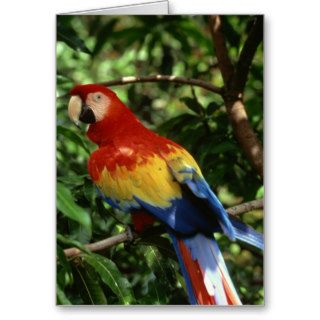 Rainbow Macaw Notecard (Blank) Greeting Cards