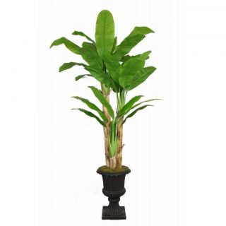 Laura Ashley 86 Tall Banana Tree With Real Touch Leaves In 16 Fiberstone Planter