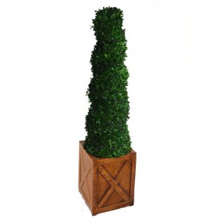 Laura Ashley 59 inch Tall Preserved Natural Spiral Boxwood Topiary In 13 inch Fiberstone Planter
