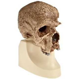 3B Scientific VP753/1 Steinheim Anthropological Skull Model, 7.5" x 4.9" x 8.5"