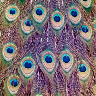 Salty & Sweet Peacock Feathers Graphic Art on Canvas SS081 Size 12 H x 12