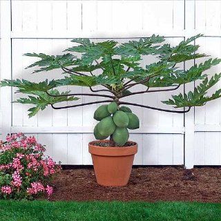 Papaya T.R. Hovey Tree   Carica papaya   Easy to grow fruit   4" Pot  Tree Plants  Patio, Lawn & Garden