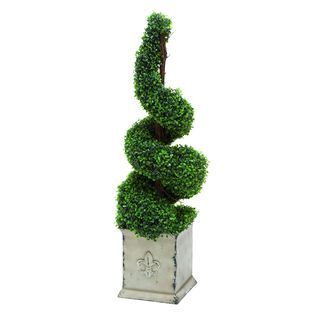 Spiral Shaped Topiary Boxwood Plant