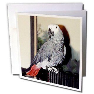 gc_953_2 Birds   African Grey Parrot   Greeting Cards 12 Greeting Cards with envelopes  Blank Greeting Cards 