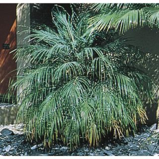 108.34 Gallon Pygmy Date Palm (L7542)