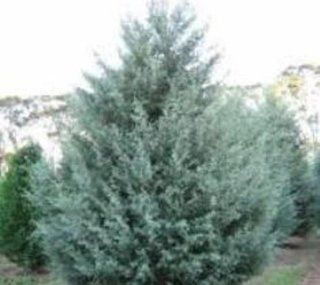 Carolina Sapphire Blue Arizona Cypress Trees (Quarts) 12 16" Tall   Privacy Screen    Low Shipping   Patio, Lawn & Garden