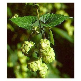 Seeds and Things Beer Hops 10 Seeds  Humulus Lupulus   (Hops) Have a Long History of Herbal Use Among the Native Americans  Vegetable Plants  Patio, Lawn & Garden