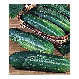 Straight Eight Cucumber 400 Seeds  Plant Seed And Flower Products  Patio, Lawn & Garden