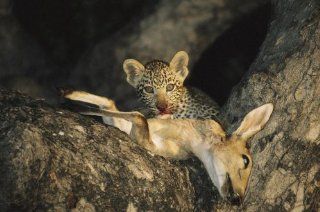 Kim wolhuter mala mala game reserve Wall Decals A Leopard Cub Gets a Taste of a Recently Killed Impala   24 inches x 16 inches   Peel and Stick Removable Graphic  