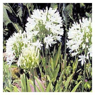 AGAPANTHUS GETTY WHITE white African Lily 50 seeds  Flowering Plants  Patio, Lawn & Garden